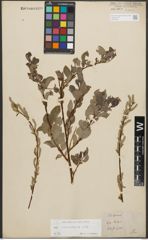 Foto von Salix starkeana Willd.